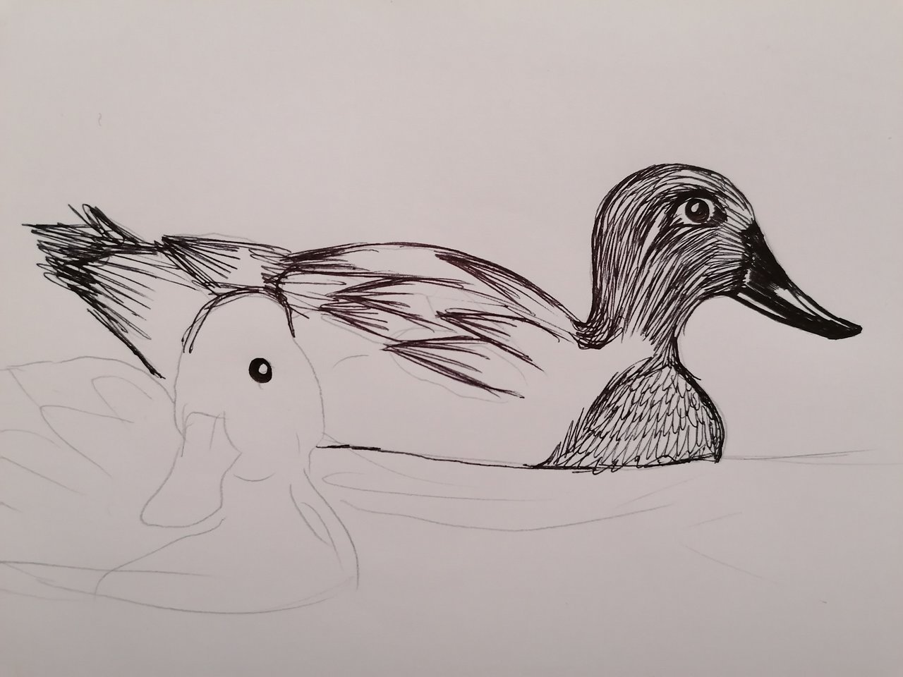 Duck Couple "Ink and pencil Drawing" — Steemkr